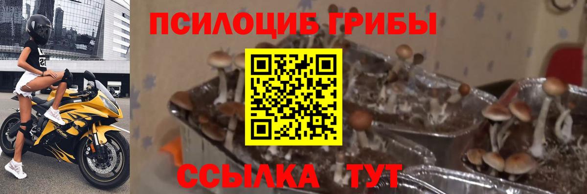 где продают наркотики  Галлюциногенные грибы GOLDEN TEACHER  Вход с VPN  Тосно 